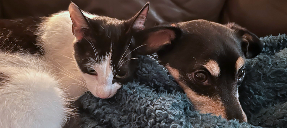 Pets Welcome at Melfort