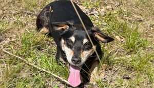 Fruin, our beautiful resident dog ♥♥♥